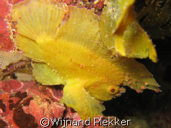 Leaffish on Pink Reef - Shimoni - Kenya by Wijnand Plekker 